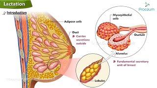 Physiology of Lactation Animation 🍼🍼🍼 [upl. by Suhpesoj]