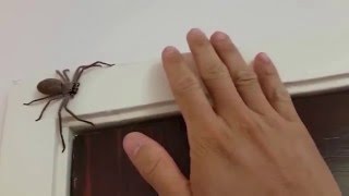 Australian Huntsman Spider Catch and Release [upl. by Bhatt457]