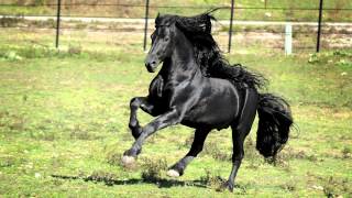 WORLD FAMOUS FRIESIAN STALLION [upl. by Eybbob]