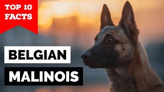 Belgian Malinois  Top 10 Facts [upl. by Meisel334]