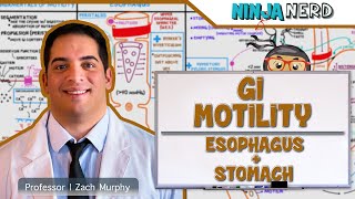 Gastrointestinal  GI Motility of the Esophagus amp Stomach [upl. by Ree903]