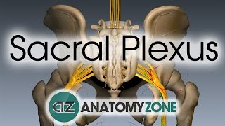 Sacral Plexus  Anatomy Tutorial [upl. by Oizirbaf9]