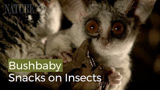 Bushbaby Snacks on Insects [upl. by Ahsieki]