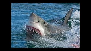 La vie des requins documentaire HD complet en français  YouTube HD documentary Channel [upl. by Alur]