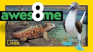 Greatest Animals of the Galápagos  Awesome 8 [upl. by Enivid]