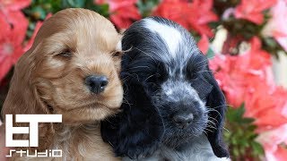 English Cocker Spaniel  Puppies [upl. by Yemac]