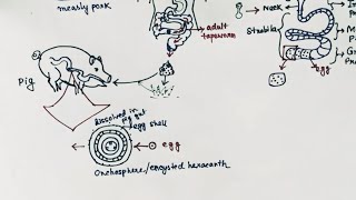 Taenia solium Lifecycle  Tapeworm  Taeniasis  Cysticercosis  English [upl. by Oznecniv]