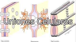 Las uniones celulares [upl. by Harlene]