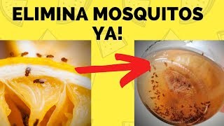 CÓMO ELIMINAR MOSQUITOS DE FRUTA MUY FÁCIL 🚫🐜 [upl. by Claire]