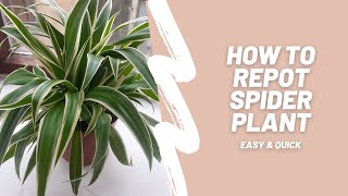 How to repot spider plant  Easy and quick [upl. by Einamrej]