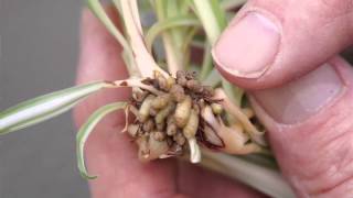 Propagating Spider Plants [upl. by Regazzi]