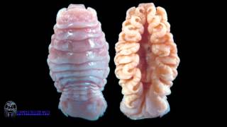 Cymothoa Exigua aka the tongueeating louse [upl. by Ariuqahs]