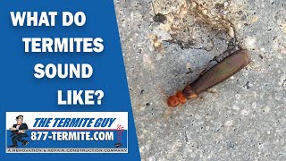 What do termites sound like Listen carefully [upl. by Eolcin320]