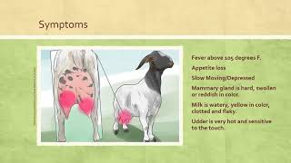 Mastitis in Goats [upl. by Eenad629]