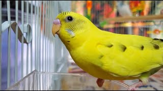 LONELY parakeets HELP the budgies chirp and sing [upl. by Odidnac]