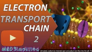 Electron Transport Chain ETC Part 2 [upl. by Lesley584]