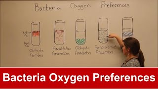 Bacteria Oxygen Requirements [upl. by Carissa]