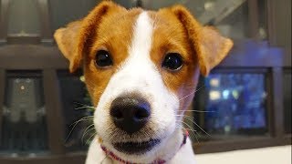 Ultimate Jack Russell Terrier Videos NEW [upl. by Cate]