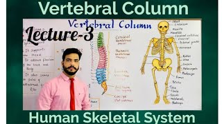 Vertebral Column structure amp Functions Lecture3 The Skeletal system [upl. by Odnala986]