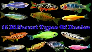 All Types Of Danios  Top 15 Aquarium Danios Fish [upl. by Hartman]