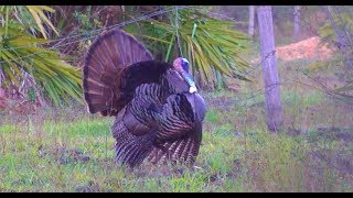 Wild Turkey Catch Clean Cook Opening Day Success [upl. by Onairotciv]