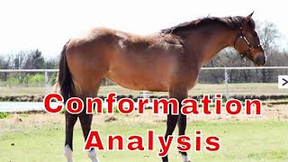 Performance Horse Conformation Analysis [upl. by Seen269]