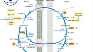 Biosíntesis de ácidos grasos Lipogénesis [upl. by Haelem875]