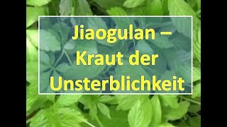 Jiaogulan  Kraut der Unsterblichkeit [upl. by Anivlek]