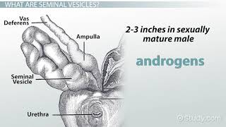 Seminal Vesicles Definition amp Function [upl. by Spear229]