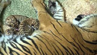 LIVE Tiger Birth Footage [upl. by Sami]