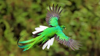 6 Most Beautiful Quetzals in the World [upl. by Catima]