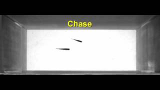 Courtship behavior in zebrafish [upl. by Sidnal]