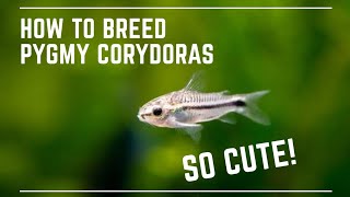 How to Breed Pygmy Corydoras  Super Cute Catfish [upl. by Nadia]