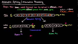 Alternative Splicing  Alternative Processing Eukaryotes [upl. by Nikolai250]