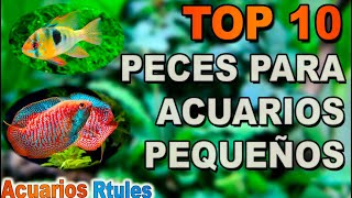 TOP 10 peces para acuarios pequeños 🐠🌱entre 15 y 50 litros [upl. by Edac]