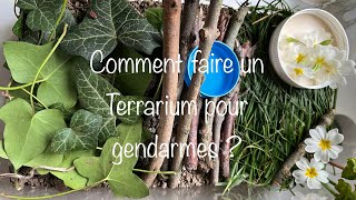 Comment faire un terrarium pour gendarmes insectes punaises [upl. by Barbur]