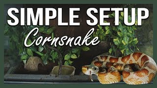 SIMPLE SETUP CORNSNAKE [upl. by Siclari]