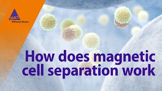 How does magnetic cell separation work [upl. by Dyane953]