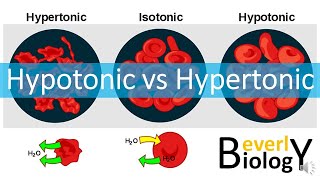 Hypotonic vs Hypertonic Solutions [upl. by Yojal]