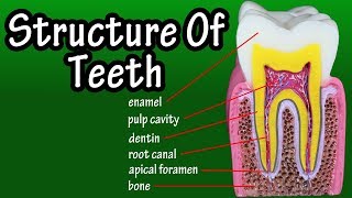 Structure Of Teeth In Humans  Functions Of Teeth In Human Body  Types Of Teeth [upl. by Reinald]