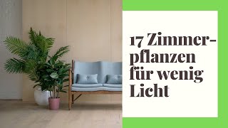 17 pflegeleichte Zimmerpflanzen für wenig Licht [upl. by Lenes]