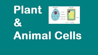 Plant and Animal Cells KS3 SCIENCE [upl. by Richers]