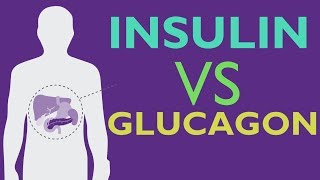 Insulin Vs Glucagon  GLUCOSE HOMEOSTASIS  EXPLAINED IN 2 MINUTES [upl. by Anayia]