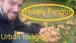 Mushroom foraging  honey fungus Armillaria mellea How to find and identify Urban foraging [upl. by Itagaki]