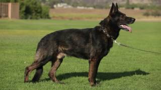 ALL ABOUT THE WORKING GERMAN SHEPHERD DOG [upl. by Lotsirhc]