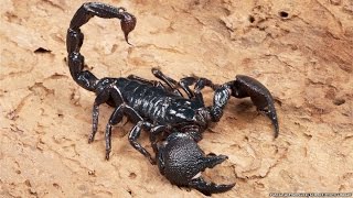 All about scorpions [upl. by Beaston]