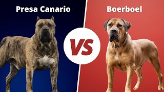 Presa canario vs Boerboel which is more POWERFUL [upl. by Synned837]