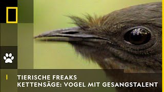 TIERISCHE FREAKS  Kettensäge amp Autoalarm Vogel mit Gesangstalent  National Geographic [upl. by Garold42]