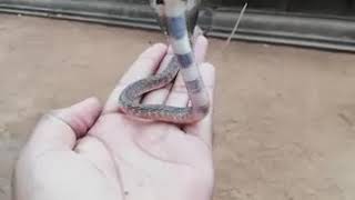 Baby Cobra Snake Getting Angry [upl. by Dragon]