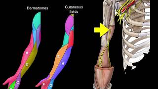 Dermatomes and Cutaneous fields [upl. by Alva681]